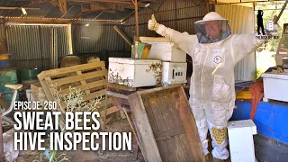 Summer Australian Beekeeping: Bee Hive Inspection of Sweat Box Bees | The Bush Bee Man