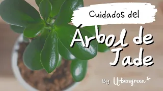 Cuidado del Árbol de Jade (Crassula Ovata)💸 🪴 - Riego, Poda, Enfermedades y mucho más