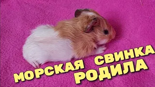 🐹 Морская свинка рожает. Что получилось? / Впечатлительным несмотреть первые 5 минут!