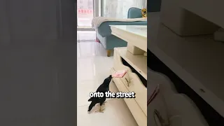 Bird brings money to owner