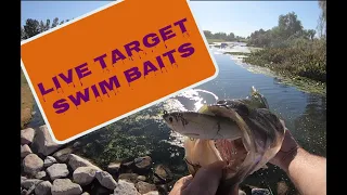 Fishing LIVE TARGET Swimbaits Review for GIANT Bass