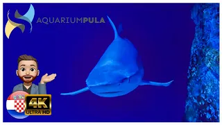 Pula Aquarium Croatia A Window into the Enchanting Underwater Realm 4k Mai 2023