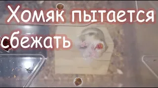 Хомяк пытается сбежать