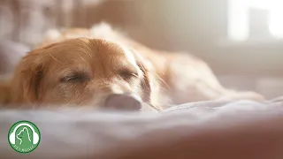 Relaxing music for dogs🐶Stress Relief Music,Relaxation Music🎵Dog's Favorite Music.