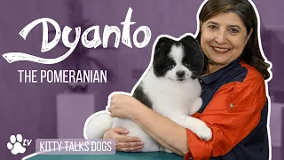 Grooming Dyanto the Pomeranian | Kitty Talks Dogs - TRANSGROOM