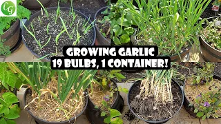 19 Garlic Bulbs Grow in ONE container!