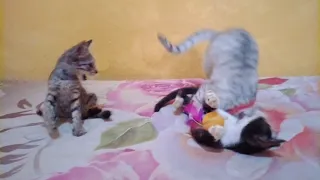 Funny cats playing and fighting | funny cats vidios