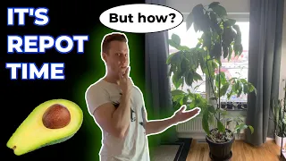 Repotting HUGE Indoor Avocado Tree! - Planted From Seed