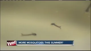 Is the mosquito increase all hype?
