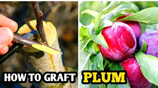How to graft plum tree | How to graft fruit trees | plum Grafting