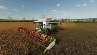 FS 22 Shire Farm (Journey to 2000 Dairy Cows) * 41 * Finishing the Sorghum Harvest, Sowing Canola