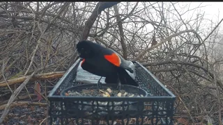 ASMR | Red-wings, Blue Jays, Cardinals, Woodpeckers, Chickadees, Tufted Titmice, Nuthatches, Sparrow