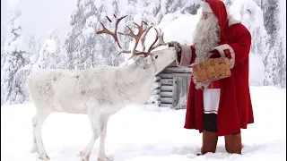 Reindeer dog of Santa Claus🐕🦌🎅 Finnish Lapphund Father Christmas: Rovaniemi Lapland Finland Pello