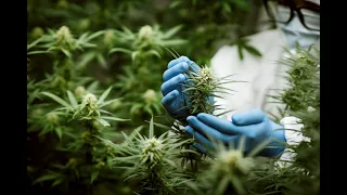 Excited by a Career in Marijuana? Here Are 5 Cannabis Jobs That Are in Demand