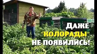 Огородные НЕуспехи и плинтусА!