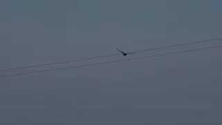 Crow Flying slow motion (120 fps)