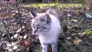 Ржака! Смешные коты и кошки , подборка) Funny Cats Compilation Funny Cat Videos Ever Part 1