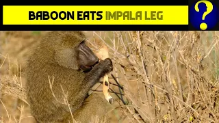 Baboon Eats Impala Leg African Wildlife 10