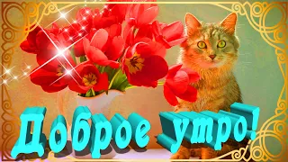 С ДОБРЫМ УТРЕЧКОМ 😺 САМОГО КРАСИВОГО ДОБРОГО УТРА ВАМ 😺 ДОБРОГО УТРА И ОТЛИЧНОГО ДНЯ 😺 ЖЕЛАЮ СЧАСТЬЯ