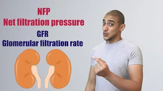Glomerular Filtration شرح بالعربي