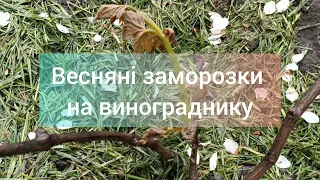 Весняні заморозки на винограднику.