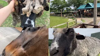 【まかいの牧場】動物たちと遊ぶ（その②）