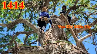 Thầy trò Vua Khỉ cưa tỉa cành cây Còng khủng ở miếu Bà Chúa Xứ (1/4) Cutting giant tree