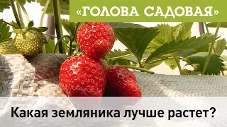 Голова садовая - какая земляника лучше всего растет в саду?