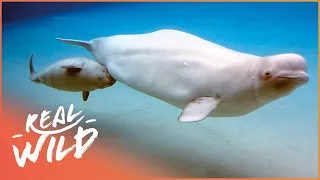 Why Is The Beluga Whale So Closely Connected To Humans? | Call Of The Baby Beluga | Real Wild