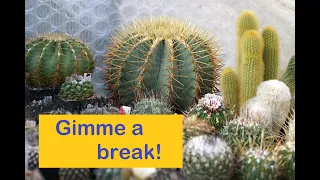 WINTER Cactus & Succulent Care: Top Tips #cactus #cactuscare #succulentcare #succulents #dormancy