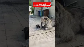 13 Amazing Irish Wolfhound Photos🥰 #shorts #dogs #doglovers