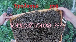 Бродячий рой:  каков улов?