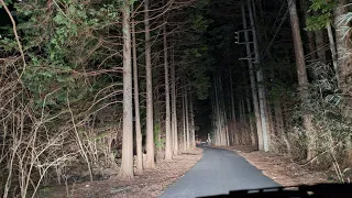 Shizuoka Forest Night Drive, 静岡県森のナイトドライブ