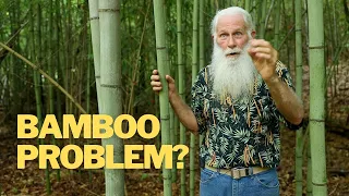 The Secret to Killing Bamboo | NO Chemicals or Machines