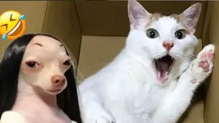 funniest cat's video 😍🤭🤭🤭🤣 new funny video 🤣 part 51🤣🤣🤭🤭🤭🤭