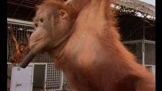 An Orangutan FINALLY Moves Home | Orangutan Diary | BBC Earth