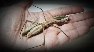 My Pet Praying Mantis Passed Away. Goodbye, Kiwi..