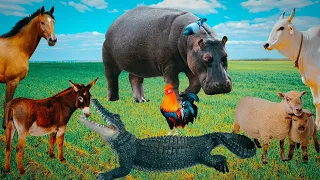 Animals Sounds & Animals Video | Wild, Domestic, Farm Animals - Cow, Hippo, Goat, Hen, Donkey, Horse