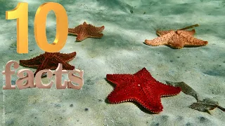 10 FACTS ABOUT STARFISH, YOU PROBABLY DIDN’T KNOW!!