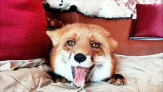 Pet Foxes Screaming At Each Other