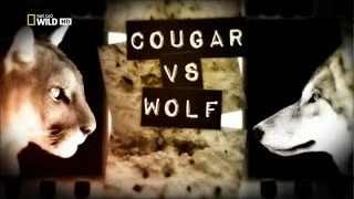 Пума Против Волка,Cougar vs Wolf,NatGeoWild