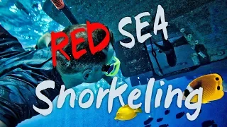 The underwater world of Egypt, snorkeling | Сноркелинг в Красном море. Подводный мир Египта