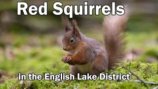 Photographing Red Squirrels In The English Lake District in 4k