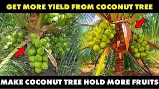 How To Get More Yield From Coconut Tree | How To Make Coconut Hold More Fruit