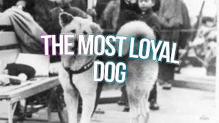 the most loyal dog