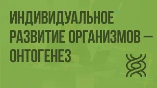 Индивидуальное развитие организмов - онтогенез. Видеоурок по биологии 9 класс