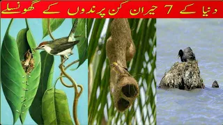 7 Most Amazing Bird Nests In The World || Versatiledani.