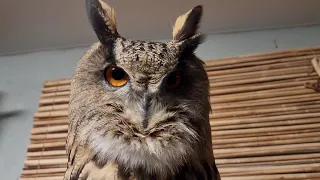 Issuance of the accumulated in two days UGUs. Eagle owl Yoll reports the situation