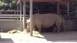 носорог в зоопарке