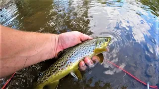 These TROUT Only wanted this One Lure ( Doe River )